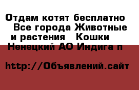 Отдам котят бесплатно  - Все города Животные и растения » Кошки   . Ненецкий АО,Индига п.